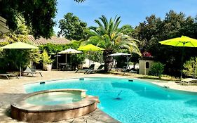 Santolines En Provence